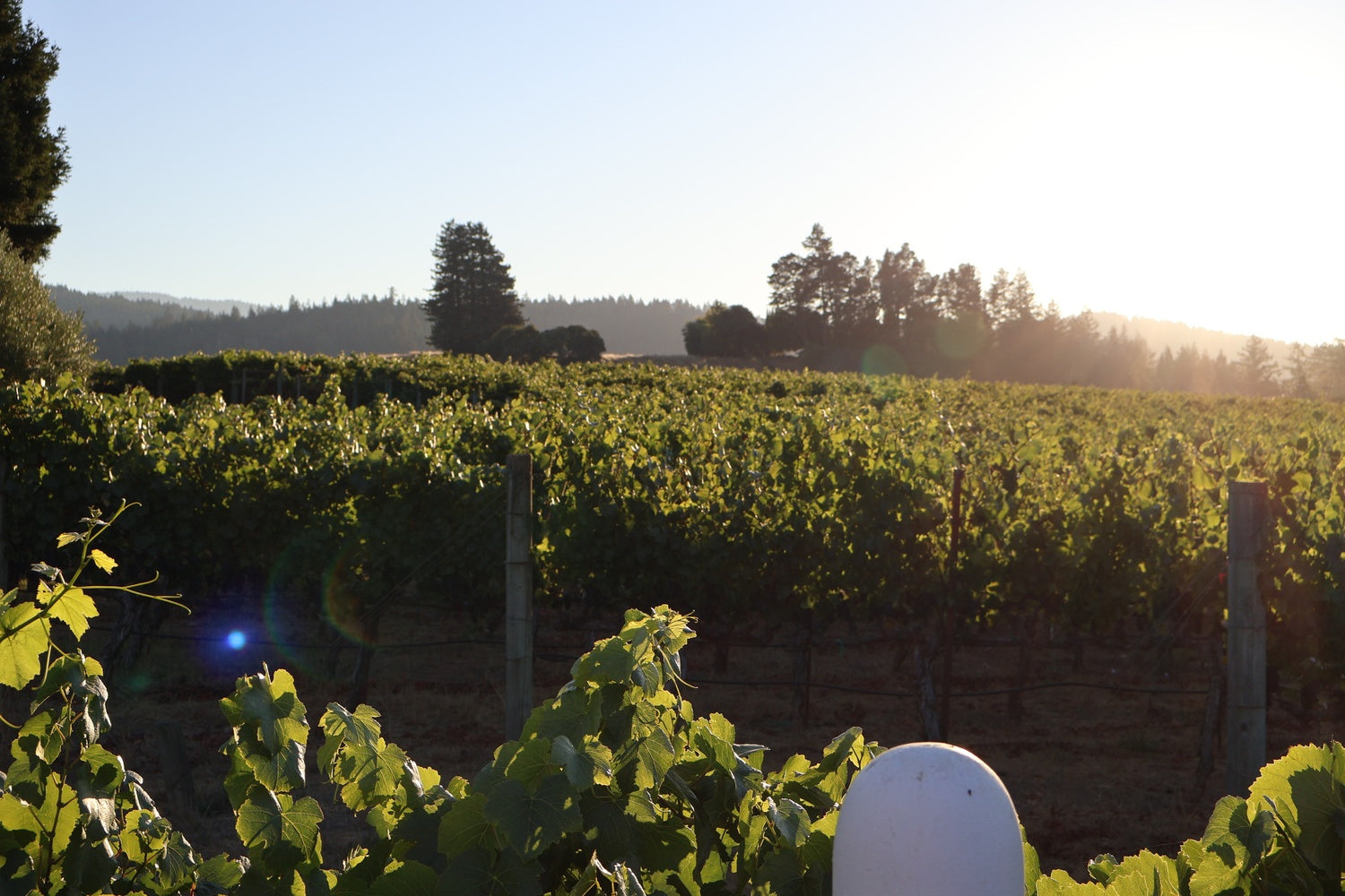 Row of bottles with labels against a vineyard background